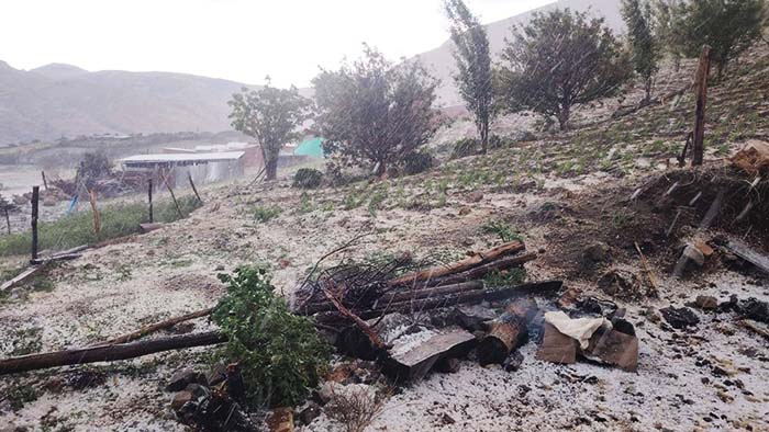 Intensa granizada afecta varias hectáreas de cultivos en Tambobamba